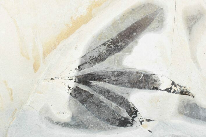 Cretaceous Plant (Sapindopsis) From Marine Deposit - Lebanon #376341